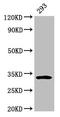 E2F Associated Phosphoprotein antibody, CSB-PA007353LA01HU, Cusabio, Western Blot image 