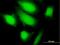 Potassium Channel Tetramerization Domain Containing 17 antibody, H00079734-B01P, Novus Biologicals, Immunofluorescence image 