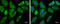 Eukaryotic translation initiation factor 4 gamma 3 antibody, GTX118109, GeneTex, Immunocytochemistry image 