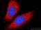 Lactate Dehydrogenase A antibody, 19987-1-AP, Proteintech Group, Immunofluorescence image 