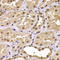 Lysine Acetyltransferase 14 antibody, LS-B15627, Lifespan Biosciences, Immunohistochemistry frozen image 