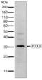 Pituitary homeobox 3 antibody, 710212, Invitrogen Antibodies, Western Blot image 
