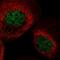 Receptor Like Tyrosine Kinase antibody, HPA045503, Atlas Antibodies, Immunocytochemistry image 