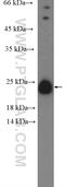 Deoxyribonucleoside 5 -monophosphate N-glycosidase antibody, 25596-1-AP, Proteintech Group, Western Blot image 