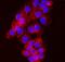 Nedd4 Family Interacting Protein 2 antibody, M08384, Boster Biological Technology, Immunofluorescence image 