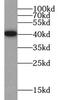 Synaptophysin antibody, FNab08421, FineTest, Western Blot image 