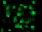 Eukaryotic Translation Initiation Factor 1 antibody, TA502844, Origene, Immunofluorescence image 