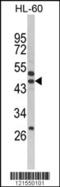 SERPINB7 antibody, 63-540, ProSci, Western Blot image 