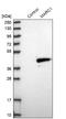  antibody, NBP1-82122, Novus Biologicals, Western Blot image 