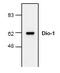Death-inducer obliterator 1 antibody, AP00263PU-N, Origene, Western Blot image 