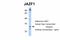 JAZF Zinc Finger 1 antibody, PA5-68725, Invitrogen Antibodies, Western Blot image 