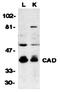 CAD protein antibody, orb74344, Biorbyt, Western Blot image 