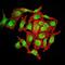 Protein wntless homolog antibody, orb157332, Biorbyt, Immunofluorescence image 