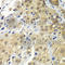 Small glutamine-rich tetratricopeptide repeat-containing protein alpha antibody, A7306, ABclonal Technology, Immunohistochemistry paraffin image 
