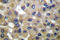 Secretoglobin Family 2A Member 1 antibody, LS-C176109, Lifespan Biosciences, Immunohistochemistry frozen image 