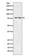 Autophagy Related 7 antibody, M00346, Boster Biological Technology, Western Blot image 