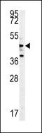 Nemo Like Kinase antibody, LS-C164905, Lifespan Biosciences, Western Blot image 