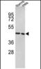 Tu Translation Elongation Factor, Mitochondrial antibody, PA5-72364, Invitrogen Antibodies, Western Blot image 
