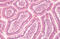 Proteinase-activated receptor 2 antibody, MBS242971, MyBioSource, Immunohistochemistry frozen image 