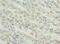 Gastrin Releasing Peptide antibody, A54404-100, Epigentek, Immunohistochemistry paraffin image 
