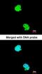 G Protein-Coupled Receptor 62 antibody, orb73953, Biorbyt, Immunofluorescence image 