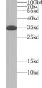 Aquaporin 4 antibody, FNab00521, FineTest, Western Blot image 
