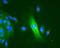 Nucleolin antibody, NB600-241, Novus Biologicals, Immunocytochemistry image 