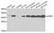 Aurora Kinase C antibody, STJ110239, St John