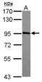 Jade Family PHD Finger 1 antibody, NBP2-19798, Novus Biologicals, Western Blot image 