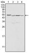 Calregulin antibody, AM06211SU-N, Origene, Western Blot image 