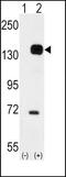 TEK Receptor Tyrosine Kinase antibody, PA5-14742, Invitrogen Antibodies, Western Blot image 