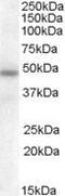 Serpin A12 antibody, PA5-18937, Invitrogen Antibodies, Western Blot image 