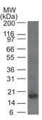 KLRB1 antibody, TA336907, Origene, Western Blot image 