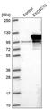 RRP6 antibody, HPA028484, Atlas Antibodies, Western Blot image 