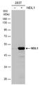 DNA-(apurinic or apyrimidinic site) lyase Neil1 antibody, PA5-78579, Invitrogen Antibodies, Western Blot image 