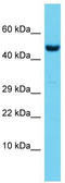 Recombination Signal Binding Protein For Immunoglobulin Kappa J Region antibody, TA339863, Origene, Western Blot image 