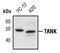 TRAF family member-associated NF-kappa-B activator antibody, PA5-17349, Invitrogen Antibodies, Western Blot image 