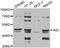 Argininosuccinate lyase antibody, abx004859, Abbexa, Western Blot image 
