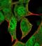 H2.0-like homeobox protein antibody, NBP1-89719, Novus Biologicals, Immunofluorescence image 