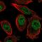 Zinc finger protein ZFPM2 antibody, HPA004094, Atlas Antibodies, Immunofluorescence image 