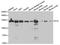 Importin 5 antibody, LS-C331805, Lifespan Biosciences, Western Blot image 