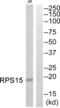Ribosomal Protein S15 antibody, abx014094, Abbexa, Western Blot image 