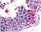 WNK1 antibody, LS-A7494, Lifespan Biosciences, Immunohistochemistry frozen image 