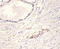 Neurotrophin 4 antibody, A53377-100, Epigentek, Immunohistochemistry paraffin image 