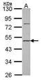 Deleted In Azoospermia 3 antibody, PA5-28512, Invitrogen Antibodies, Western Blot image 