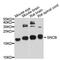 Synuclein Beta antibody, A10443, ABclonal Technology, Western Blot image 