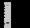 N(Alpha)-Acetyltransferase 50, NatE Catalytic Subunit antibody, 104345-T32, Sino Biological, Western Blot image 