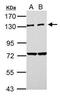 Serine/threonine-protein kinase N2 antibody, GTX111499, GeneTex, Western Blot image 