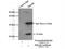 Heat Shock Protein Nuclear Import Factor Hikeshi antibody, 20524-1-AP, Proteintech Group, Immunoprecipitation image 