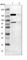 Fibronectin Type III Domain Containing 3A antibody, HPA008927, Atlas Antibodies, Western Blot image 